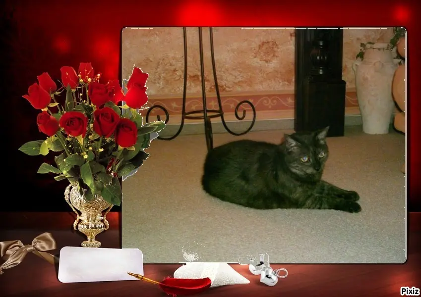 Condolence image of Tanja mit Timmy im Herzen 