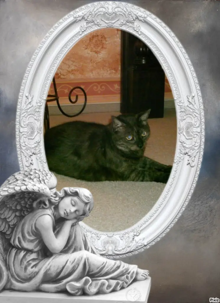 Condolence image of Tanja mit Timmy im Herzen 