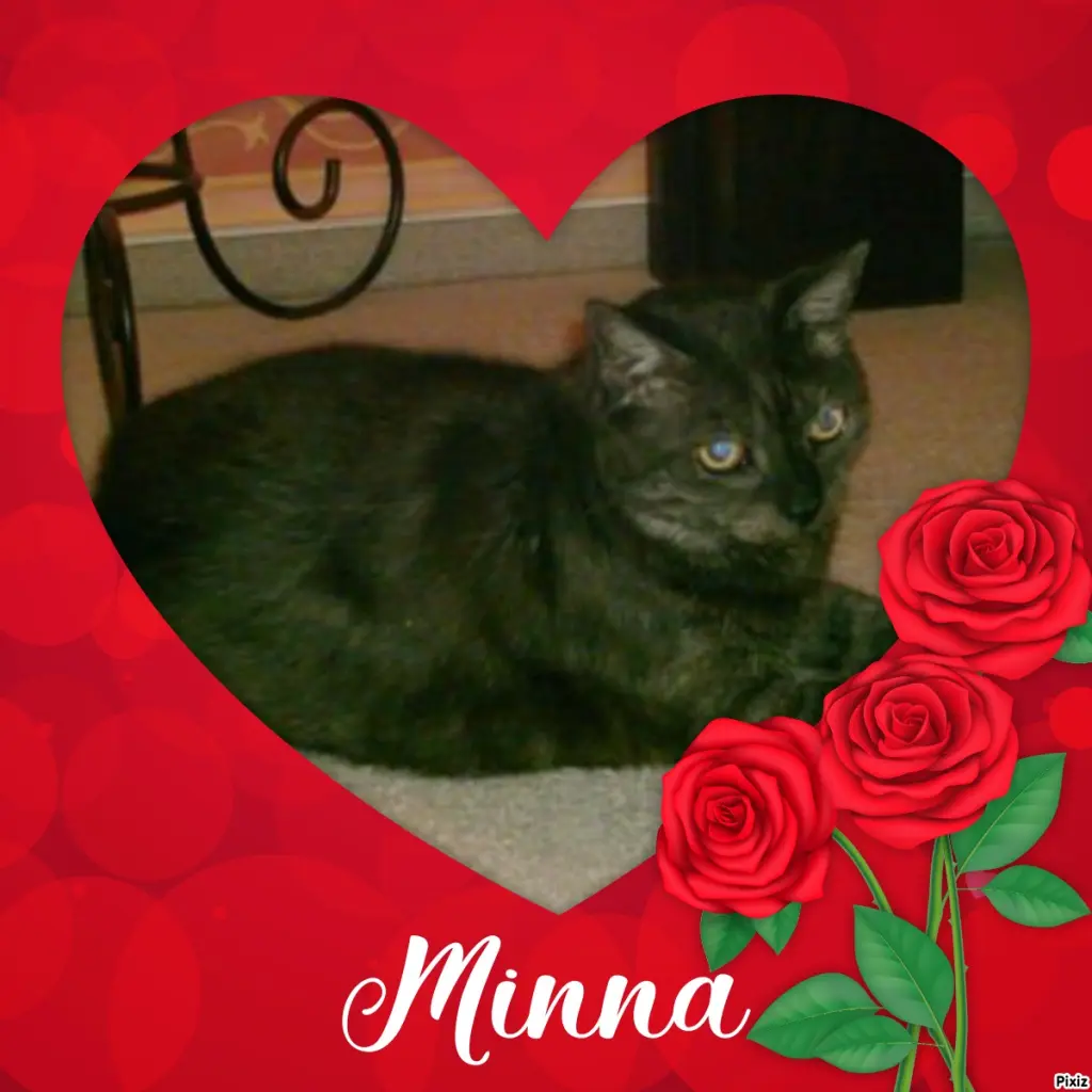 Condolence image of Tanja mit Timmy im Herzen 