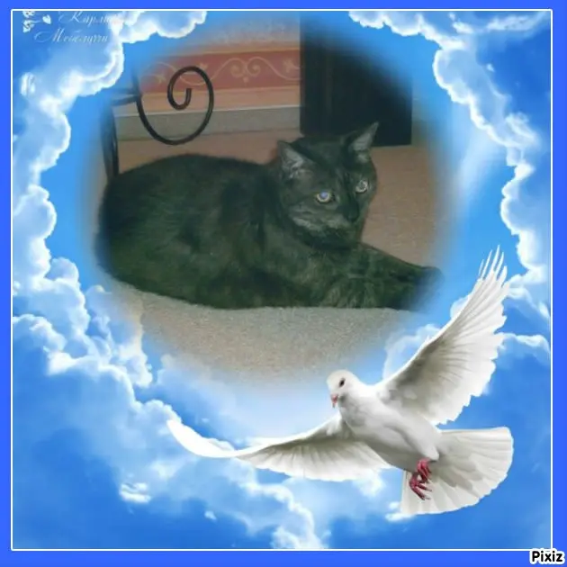 Condolence image of Tanja mit Timmy im Herzen 