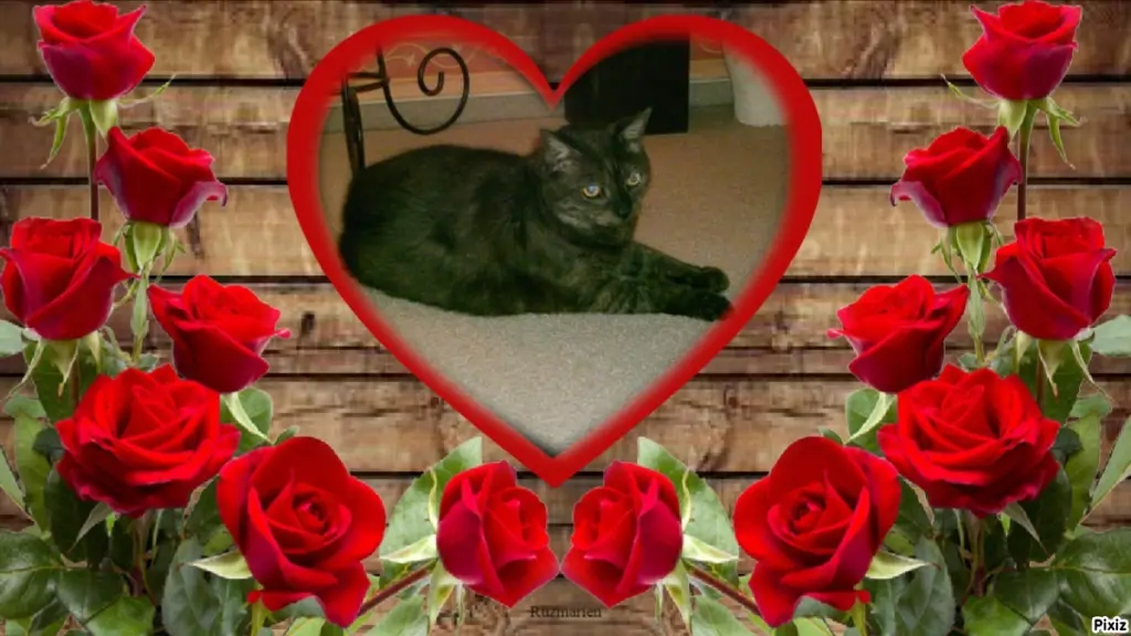 Condolence image of Tanja mit Timmy im Herzen 
