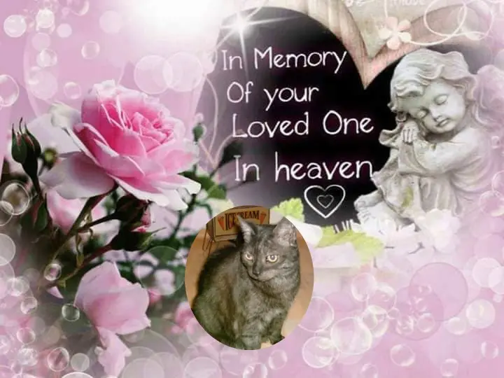 Condolence image of 15.Sternchen⭐️Gedenktag❤️❤️❤️❤️❤️❤️❤️❤️❤️❤️❤️❤️❤️❤️❤️