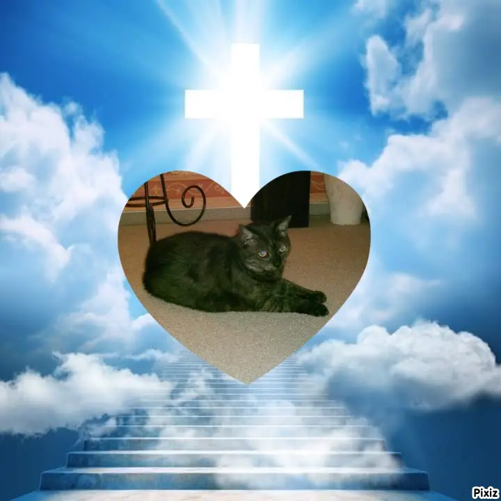 Condolence image of Tanja mit Timmy im Herzen 