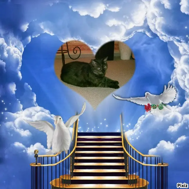 Condolence image of Tanja mit Timmy im Herzen 