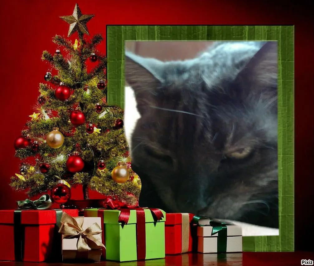 Condolence image of Tanja mit Timmy im Herzen 