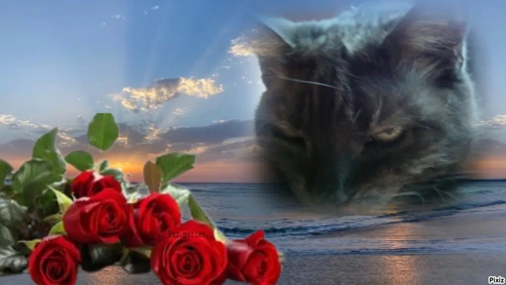 Condolence image of Tanja mit Timmy im Herzen 