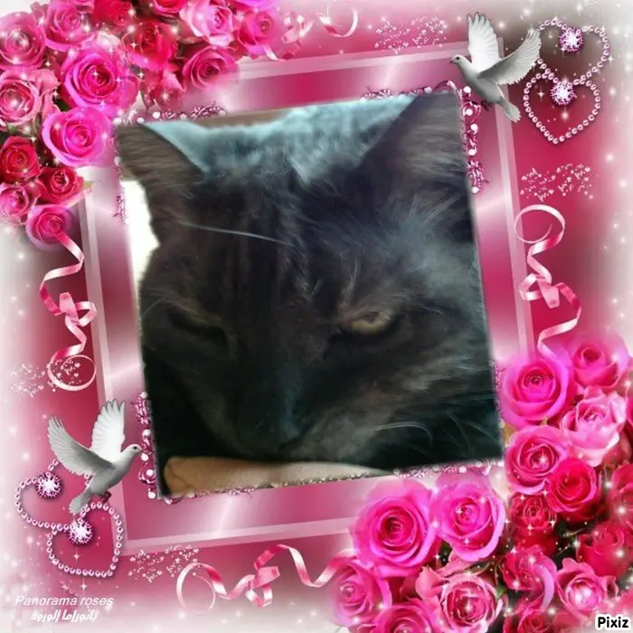 Condolence image of Tanja mit Timmy im Herzen 