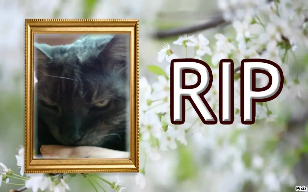 Condolence image of Tanja mit Timmy im Herzen 