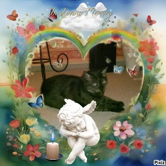 Condolence image of Tanja mit Timmy im Herzen 