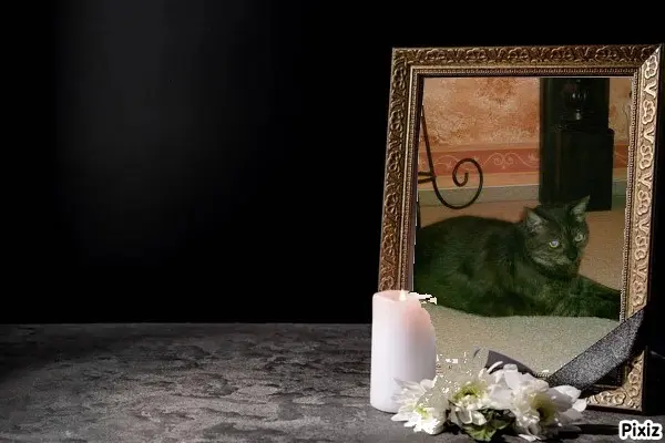 Condolence image of Tanja mit Timmy im Herzen 