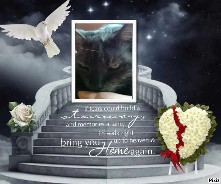 Condolence image of Tanja mit Timmy im Herzen 