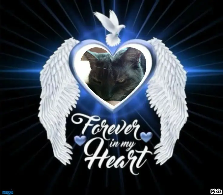 Condolence image of Tanja mit Timmy im Herzen 