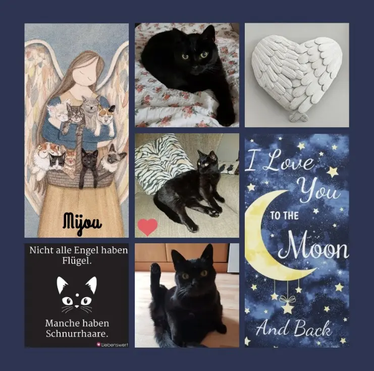 Condolence image of Im Gedenken an Mijou 
