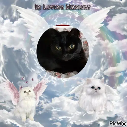 Condolence image of Fur Mijouchen❤️⭐️