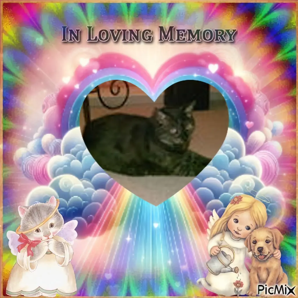Condolence image of 17.Sternchen❤️⭐️Gedenktag❤️❤️❤️