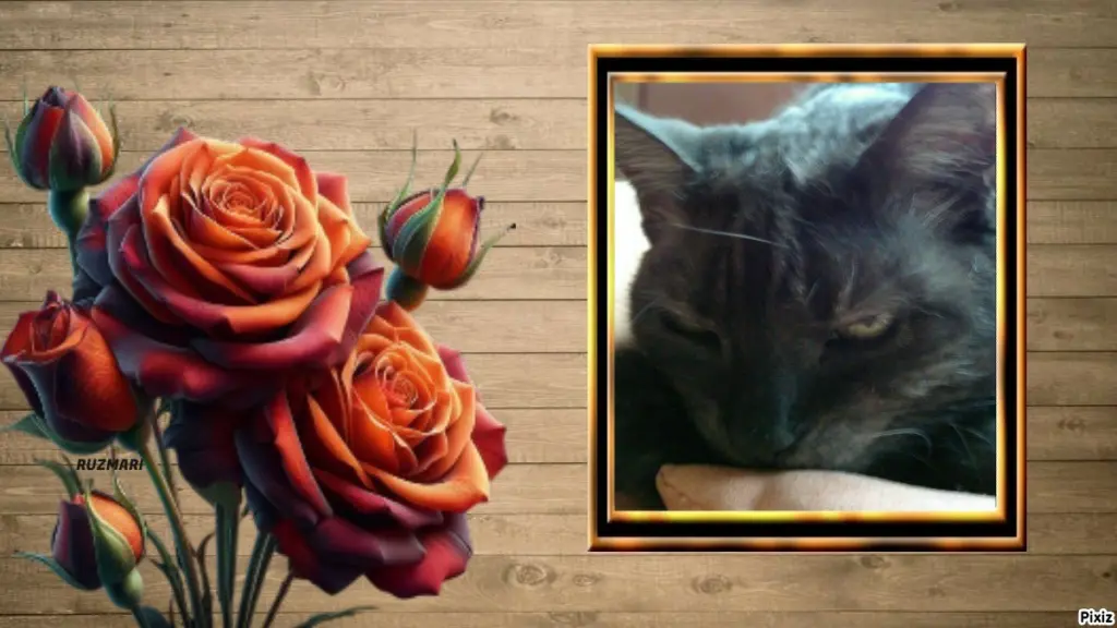 Condolence image of Tanja mit Timmy im Herzen