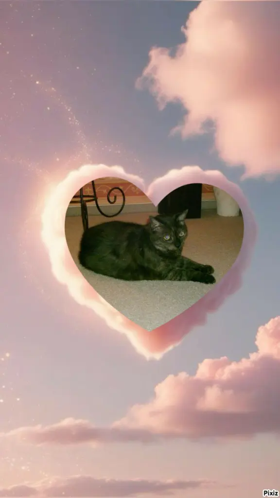 Condolence image of Tanja mit Timmy im ❤