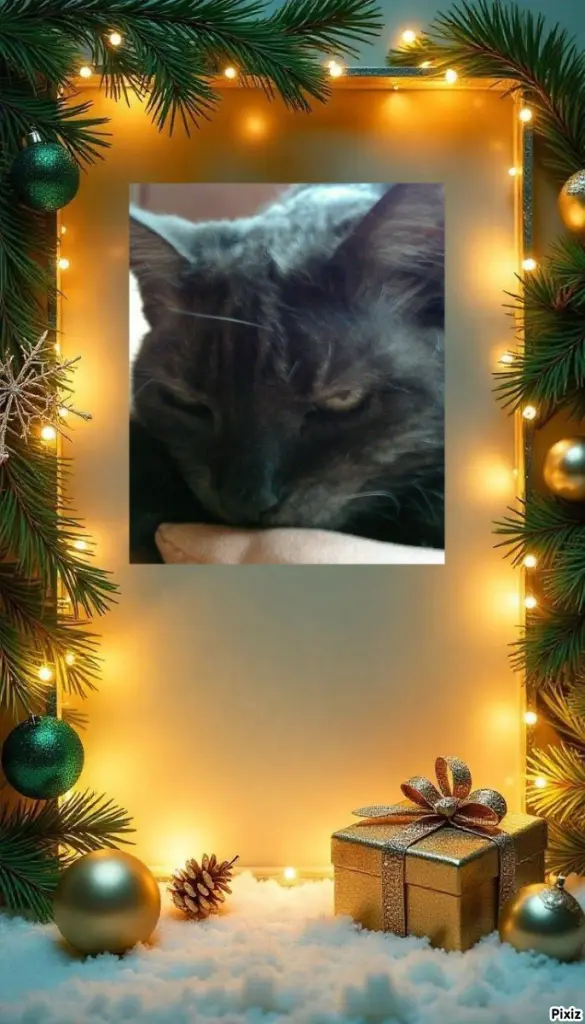 Condolence image of Tanja mit Timmy im 💘🐈🐾