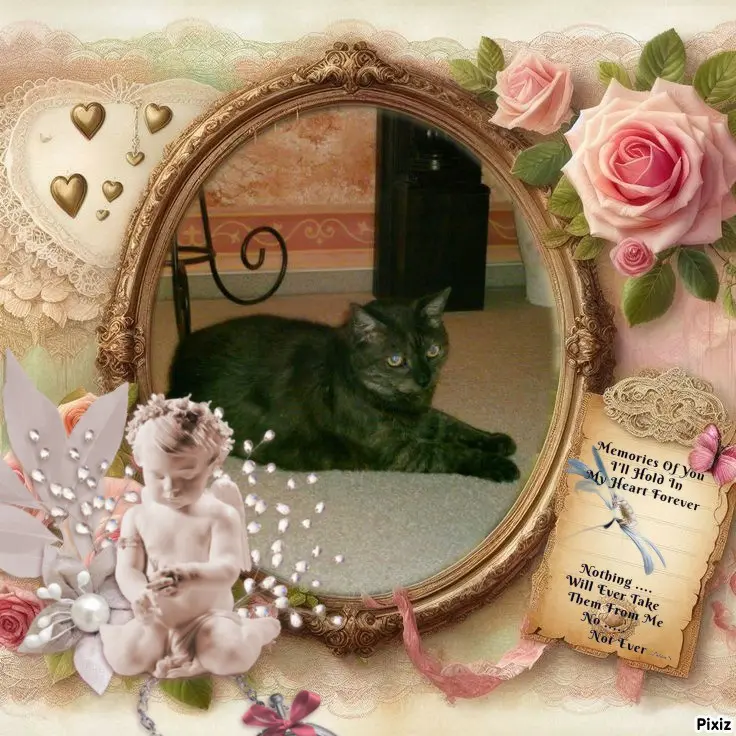 Condolence image of Tanja mit Timmy im 💖🐈🐾