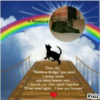Condolence image of Tanja mit Timmy im 💖🐈🐾