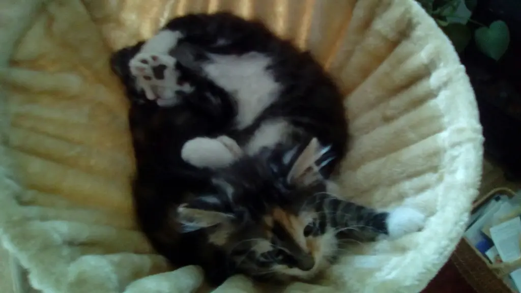 Image from Minnie Löwenkatzenmädchen