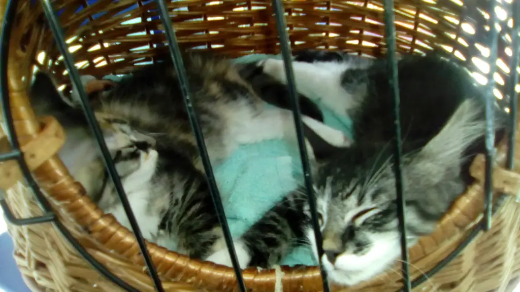 Image from Minnie Löwenkatzenmädchen
