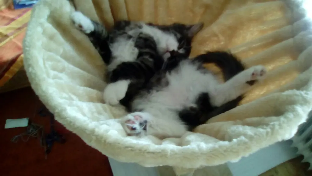 Image from Minnie Löwenkatzenmädchen