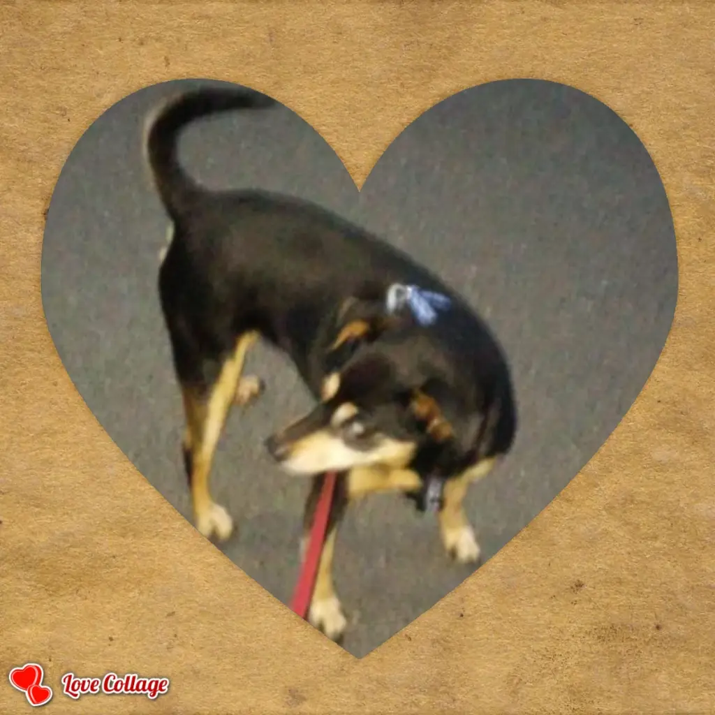Image from ❤Leila&Daisy❤