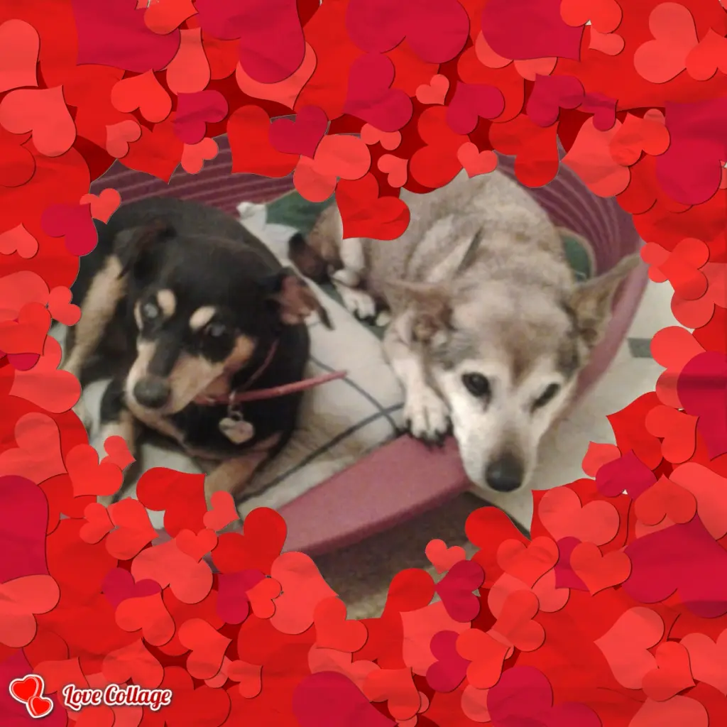 Image from ❤Leila&Daisy❤