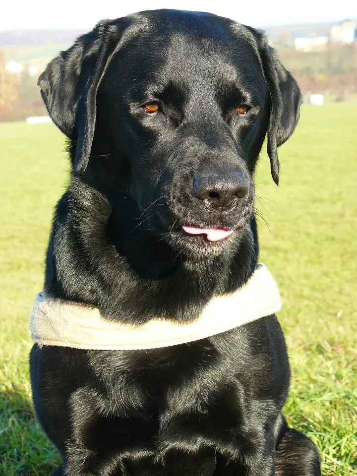 Andachtsbild von Thomas