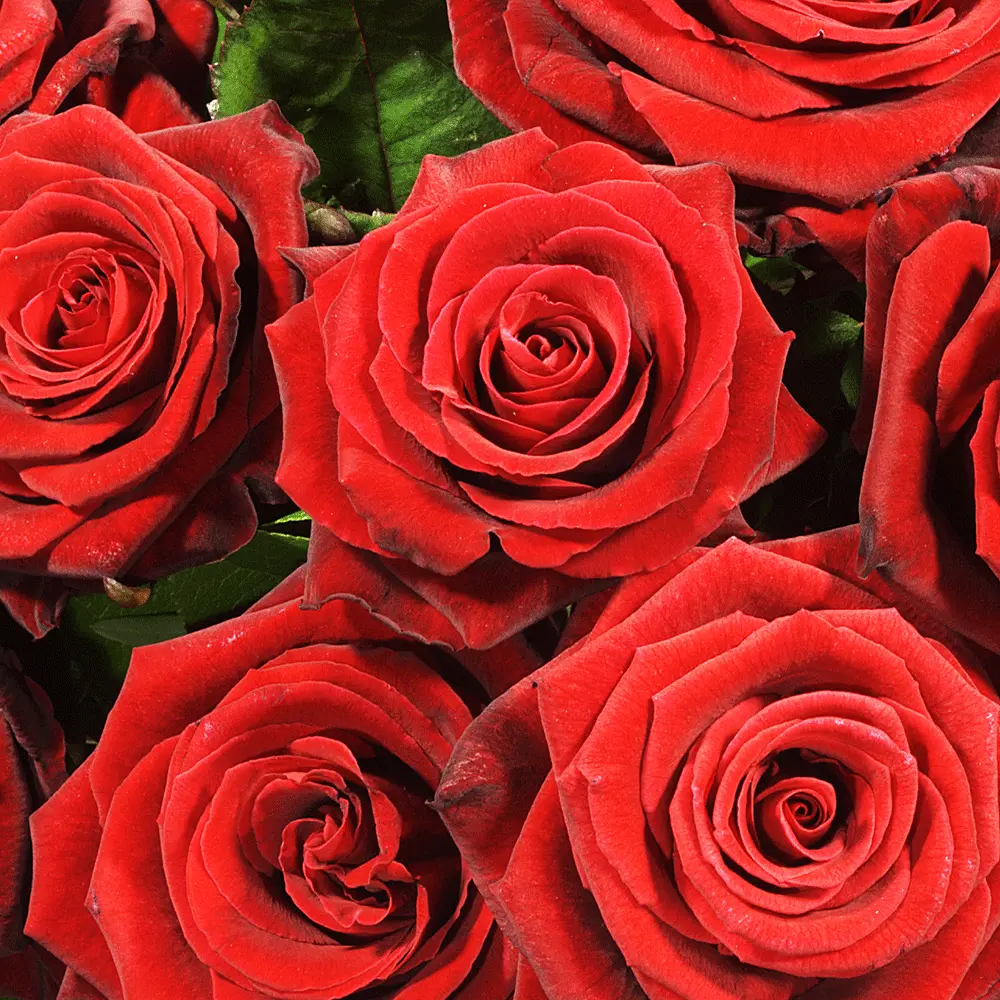 Andachtsbild von Stefan