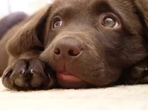 Andachtsbild von Isa