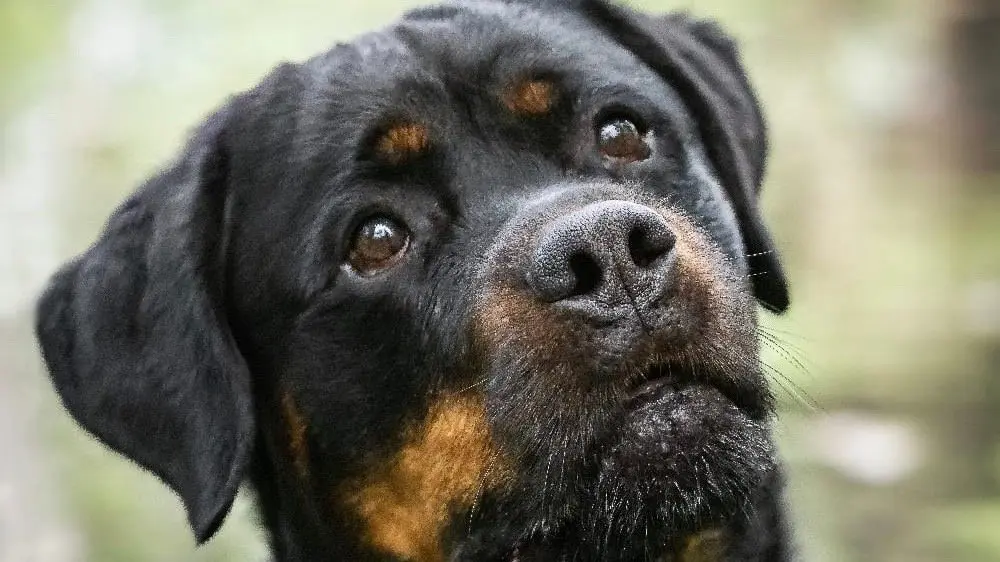 Andachtsbild von Ute