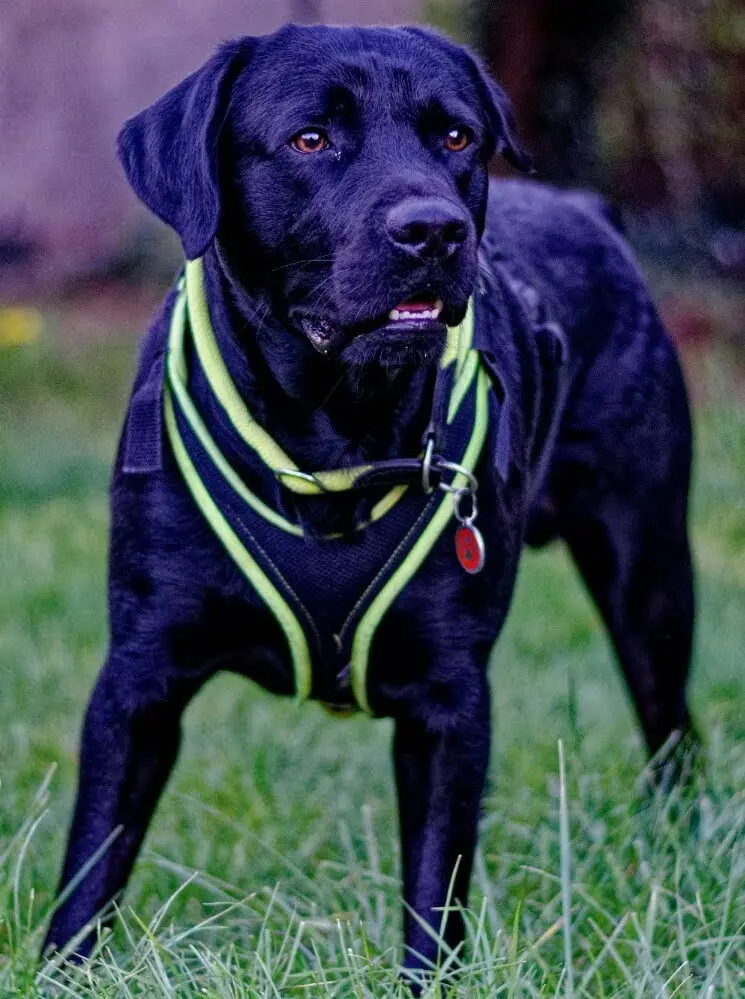 Andachtsbild von Yuma