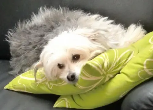 Image from Daisy my big love:*