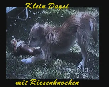 Image from DAYSI