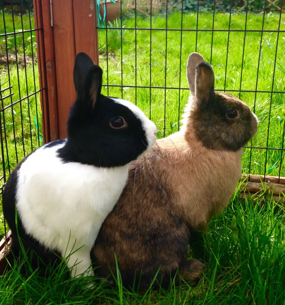 Image from Bobby&Fleckchen