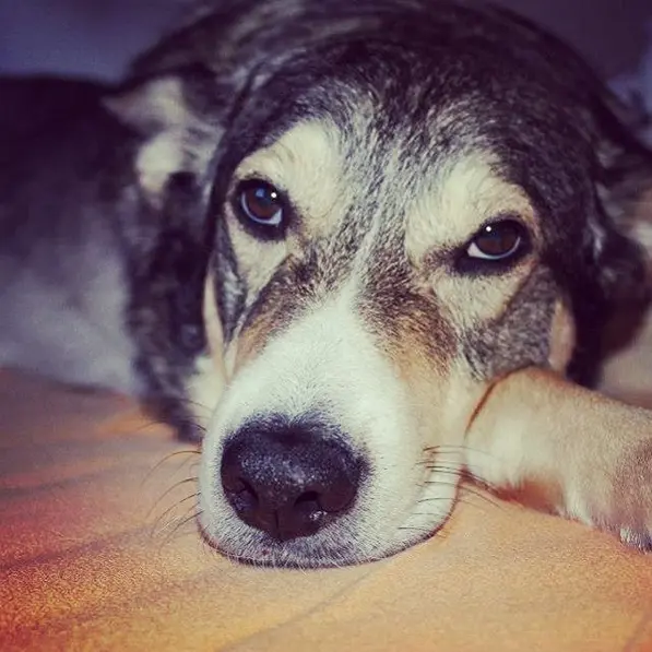 Andachtsbild von Unbekannt