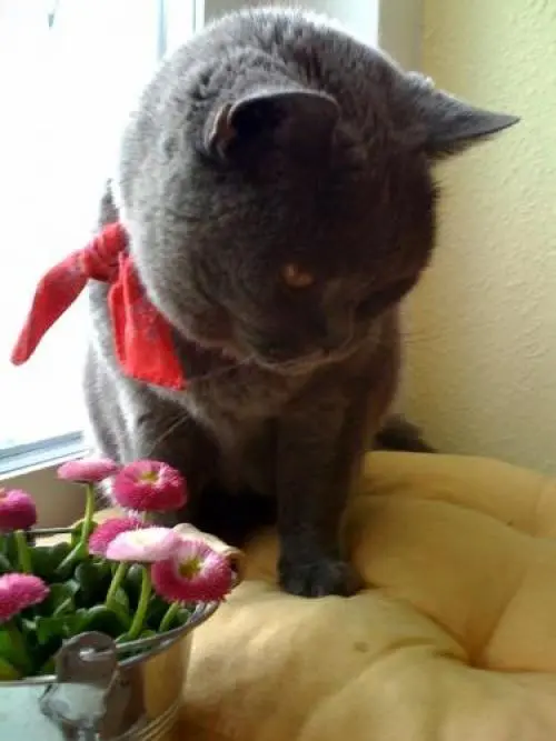 Image from filouchen