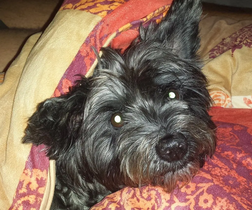 Image from Trixie