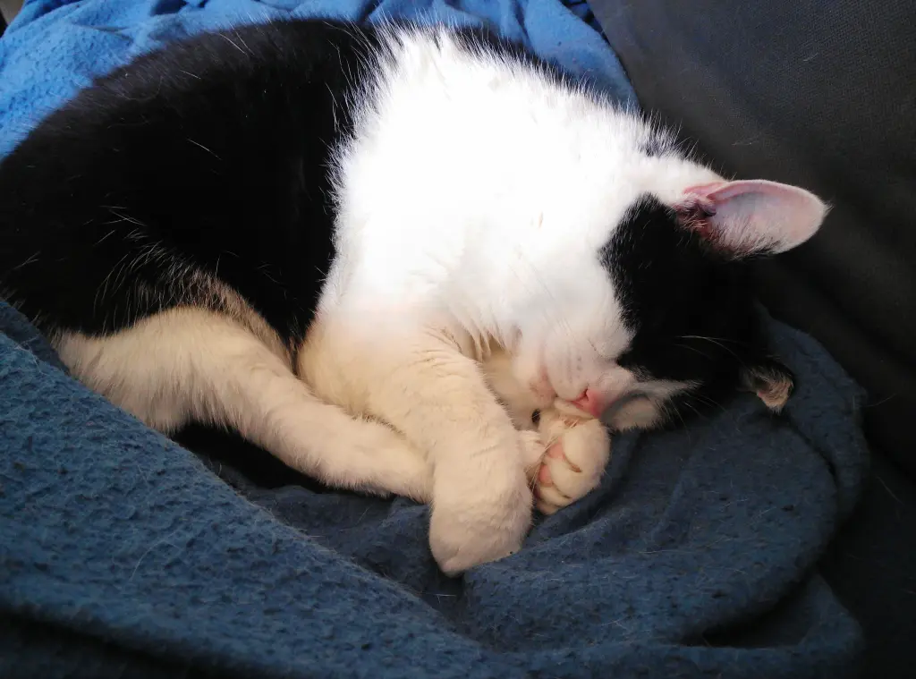 Image from Kitty