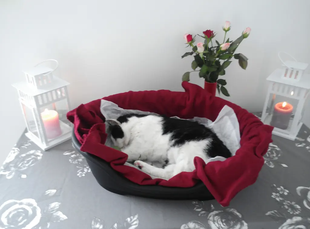 Image from Kitty