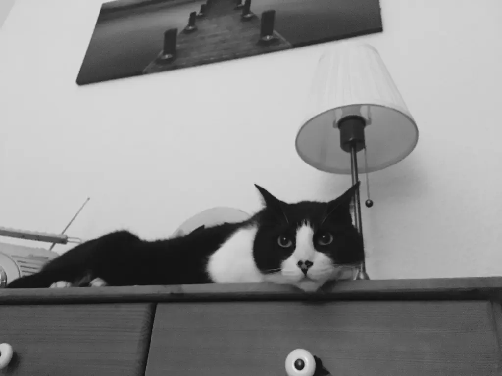 Image from Felix