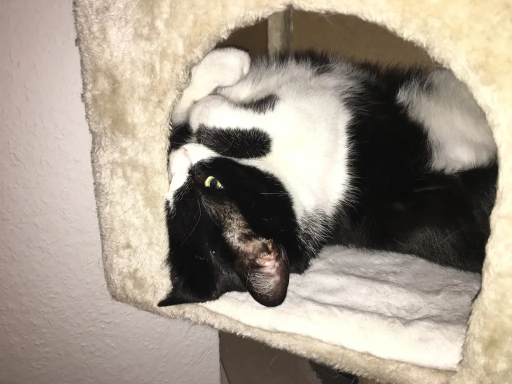 Image from Felix