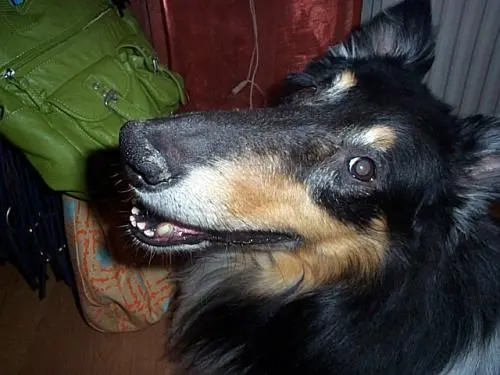 Image from Shadow