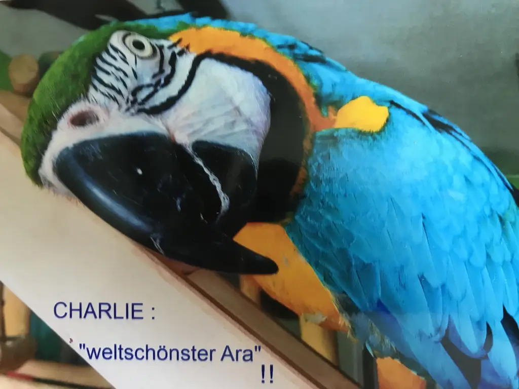 Image from Charlie