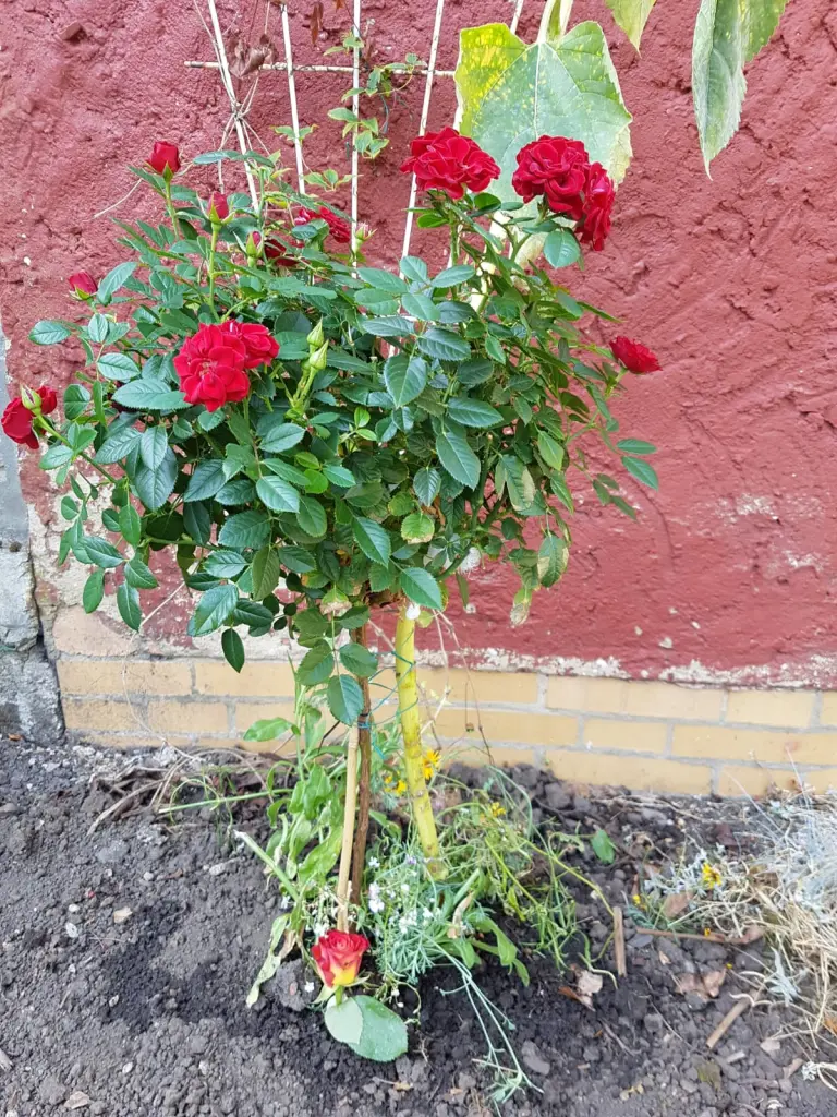 Condolence image of Unbekannt