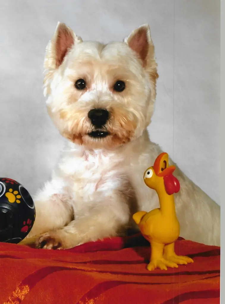 Condolence image of Monika mit Tyson ganz tief im Herzen