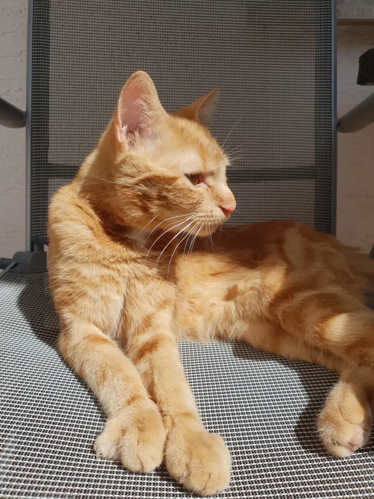 Image from Simba