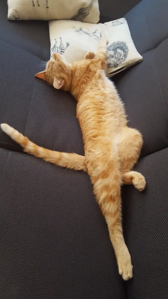 Image from Simba